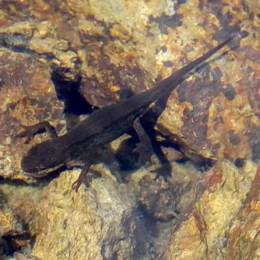 Carrières de l'Ouest - protection de la nature