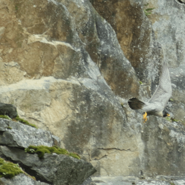Carrières de l'Ouest - protection de la nature