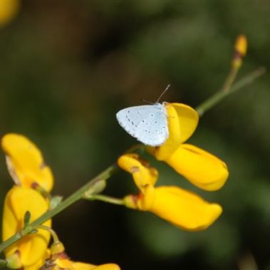 Carrières de l'Ouest - protection de la nature